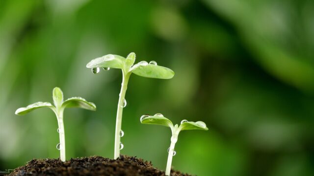 كيف تنمو النباتات